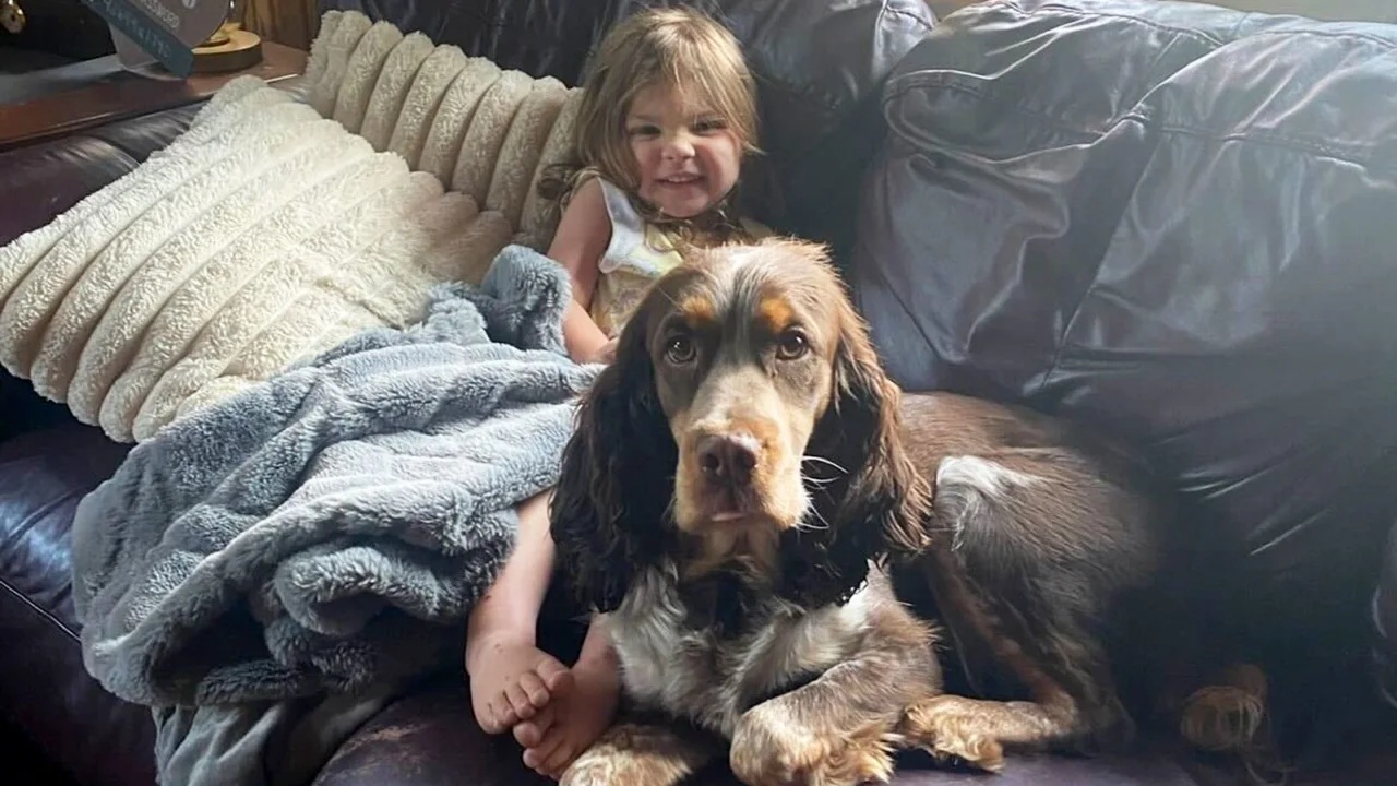 Thea Chase e o cocker spaniel que serviu de travesseiro para ela em uma floresta 