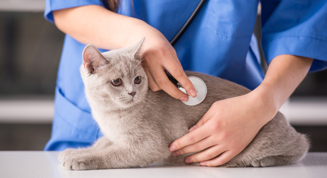 Gato em atendimento veterinário