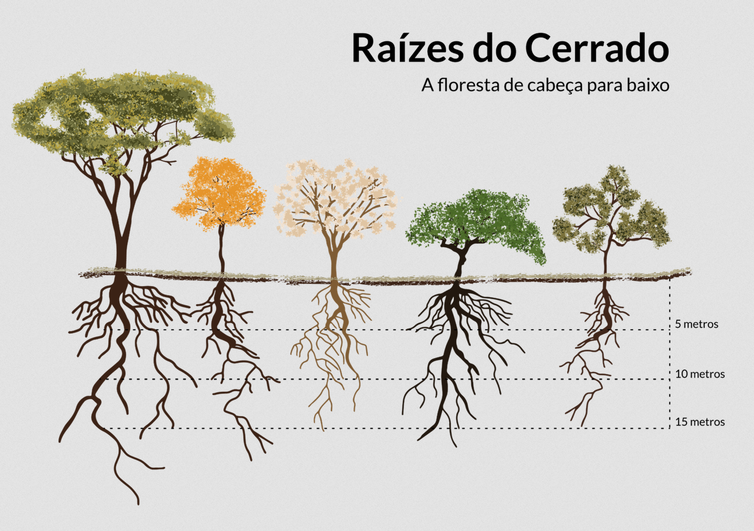 Raízes do Cerrado 