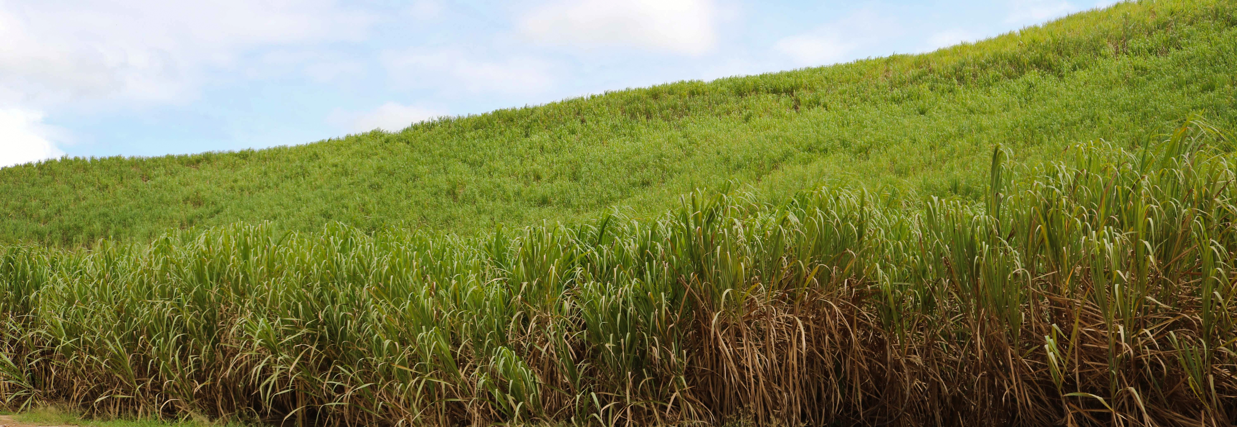 Sistema de crédito de carbono estimula o aumento da produção de biocombustíveis como o etanol a partir da cana