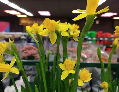 Narciso é uma planta tóxica para pets