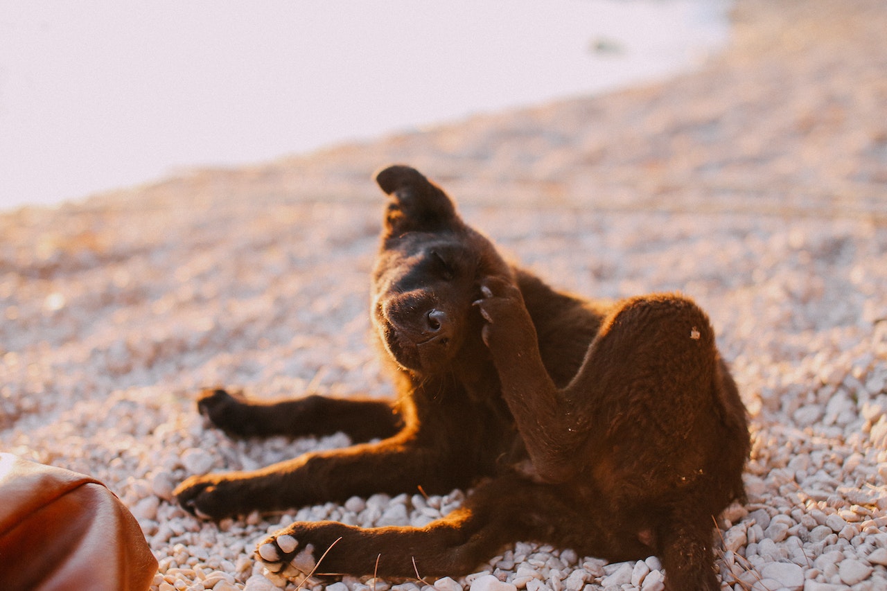 Cachorro em ambiente de praia com coceira