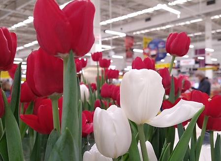 Tulipa é uma planta tóxica para pets