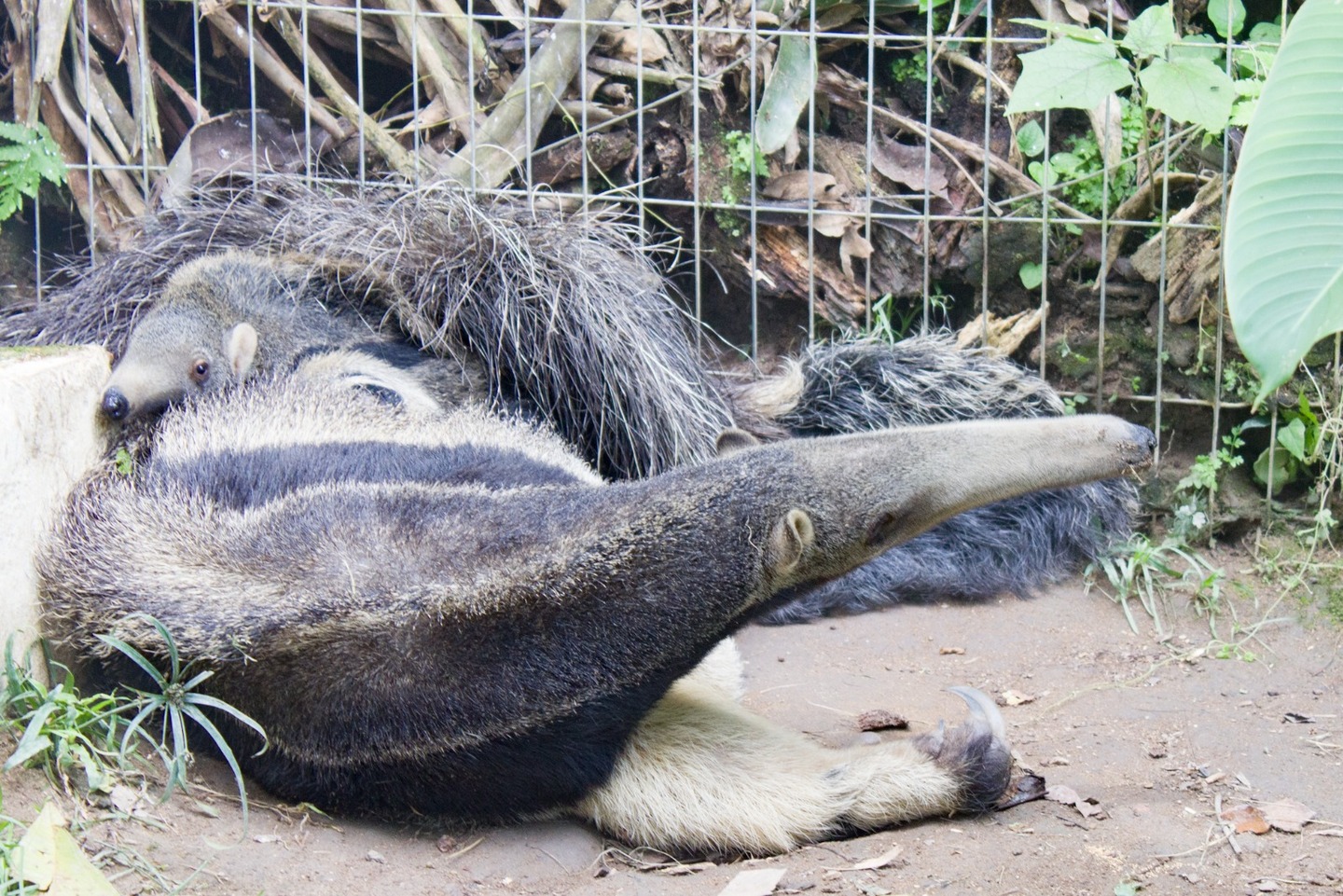 Tamanduá-bandeira com filhote