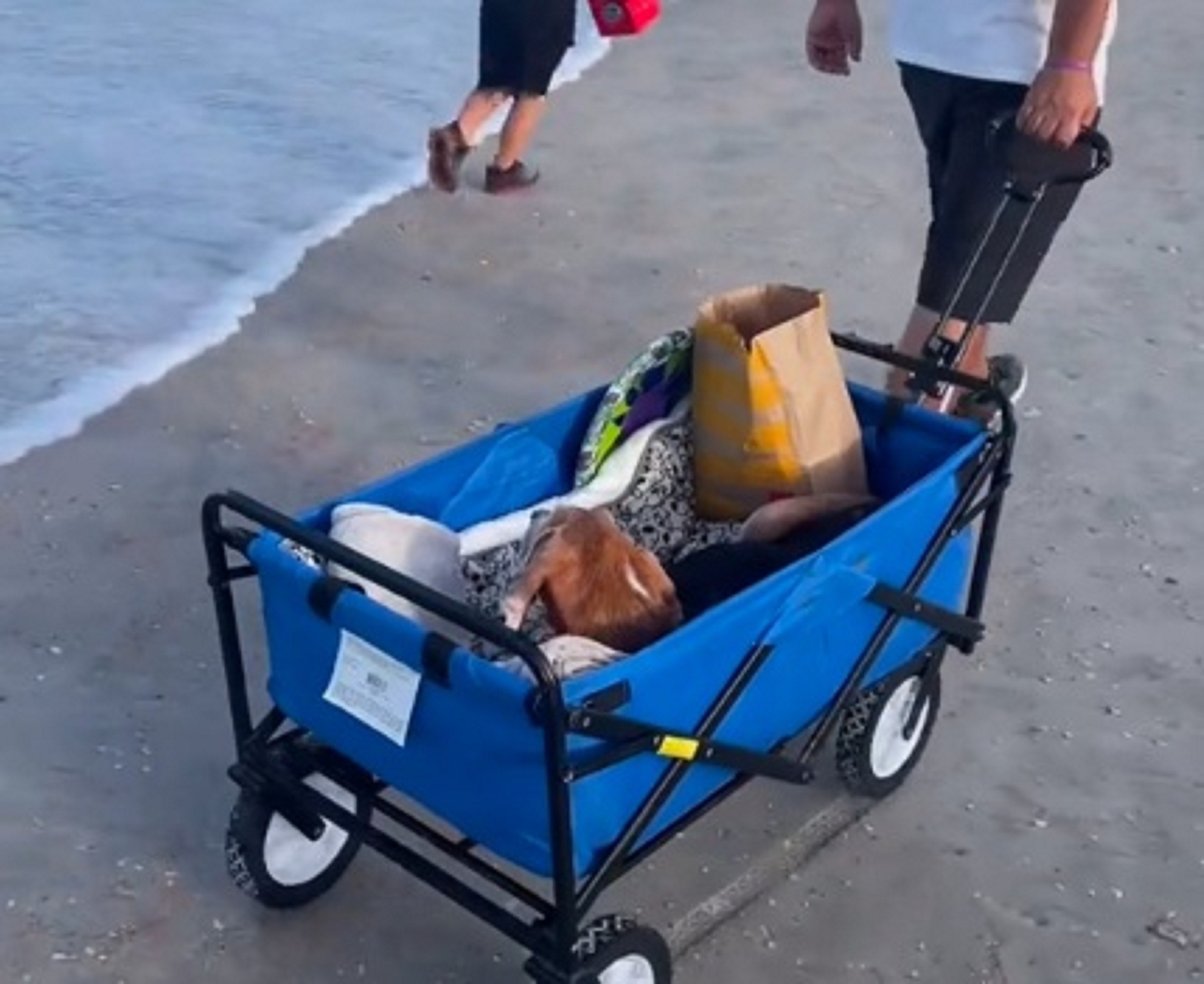 Cachorro Walter passa seu último dia na praia