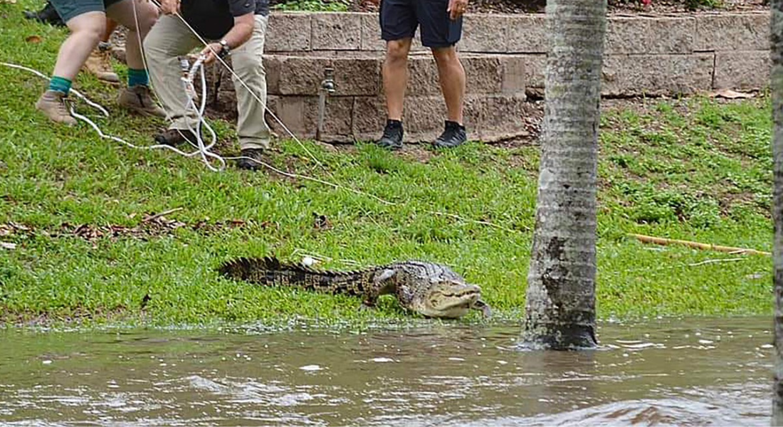 Com as inundações, crocodilos foram parar nas cidades, na Austrália