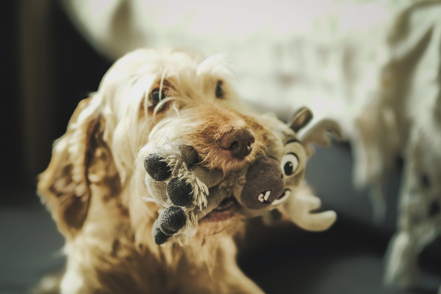 Cachorro com pelúcia de brinquedo