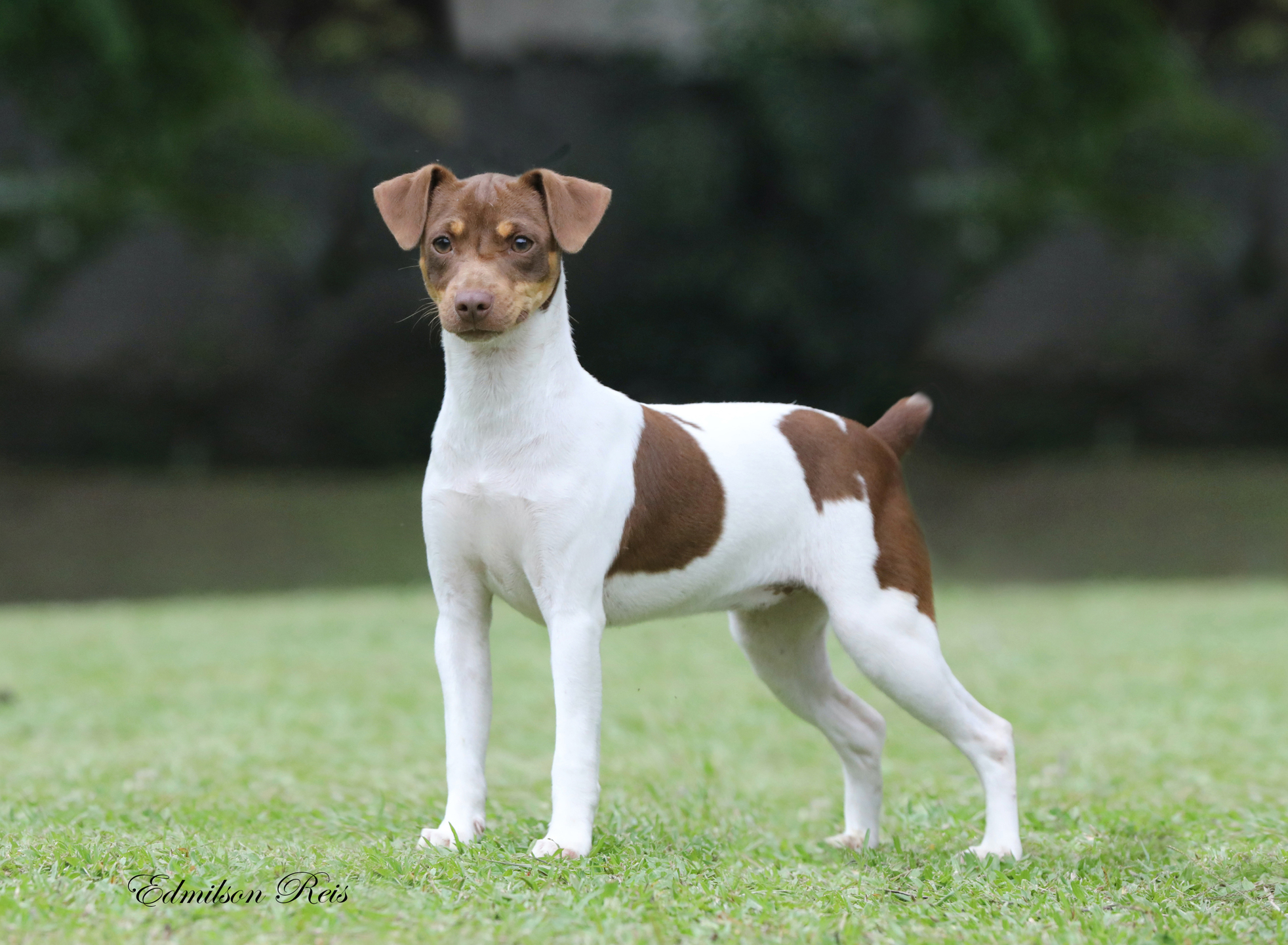 Raças do Brasil: terrier brasileiro, conheça a história da raça tão cheia  de energia e inteligência - Folha Pet - Folha PE