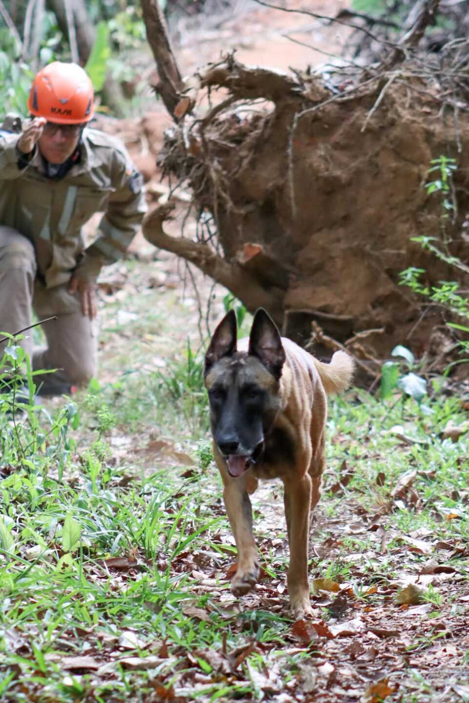 Capacitação de cães do CBMPE