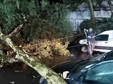 Rua Conde de Porto Alegre, 544, bloqueada por queda de árvore