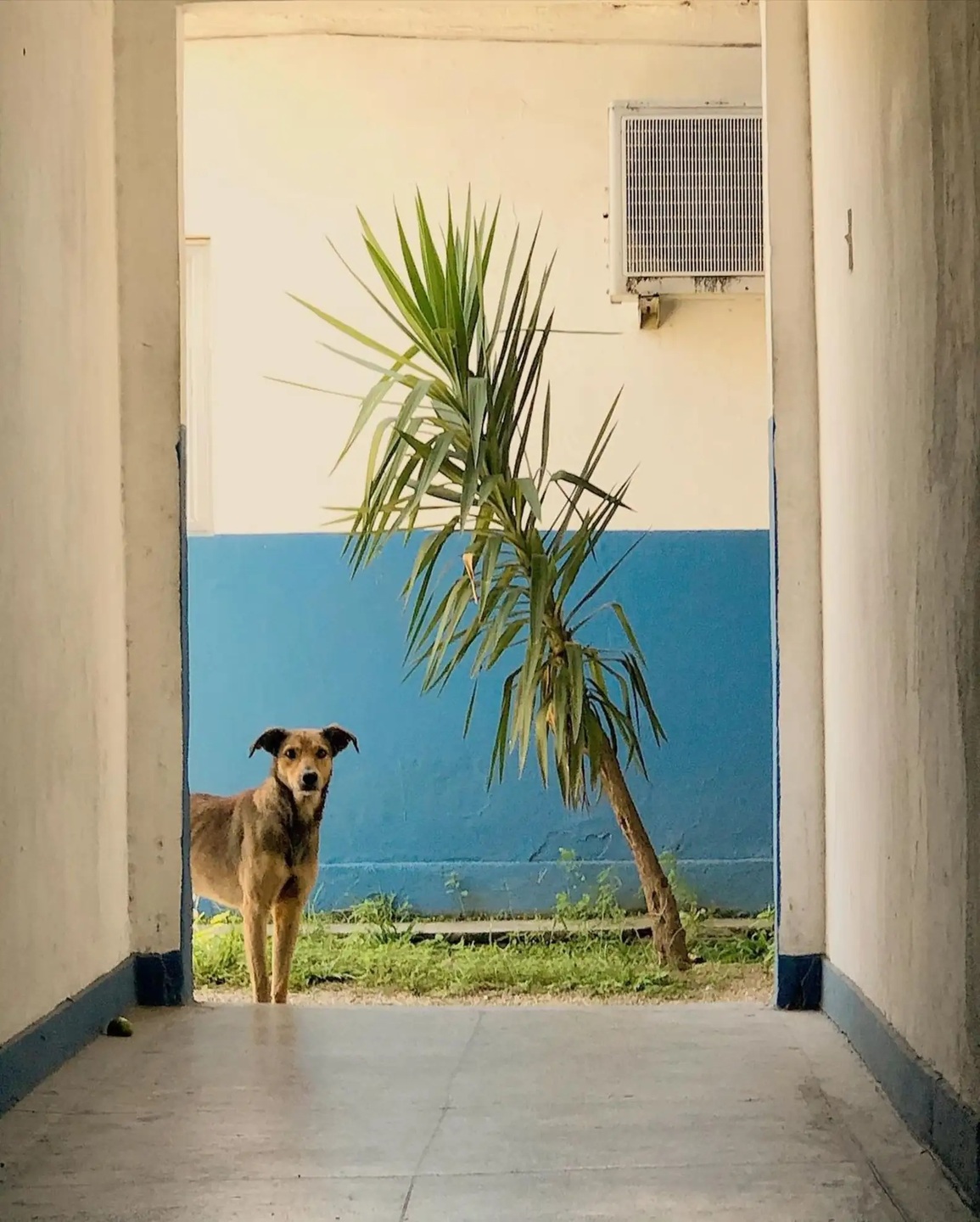 Cãozinho Oliveira antes de ser adotado pela Polícia Militar do Rio de Janeiro