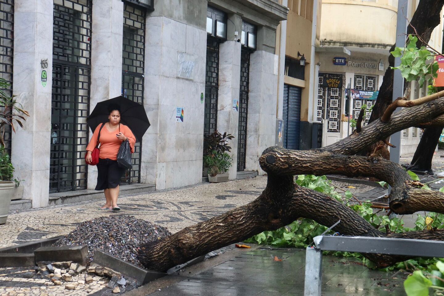 Árvore cai na Av. Rio Branco em decorrência das fortes chuvas