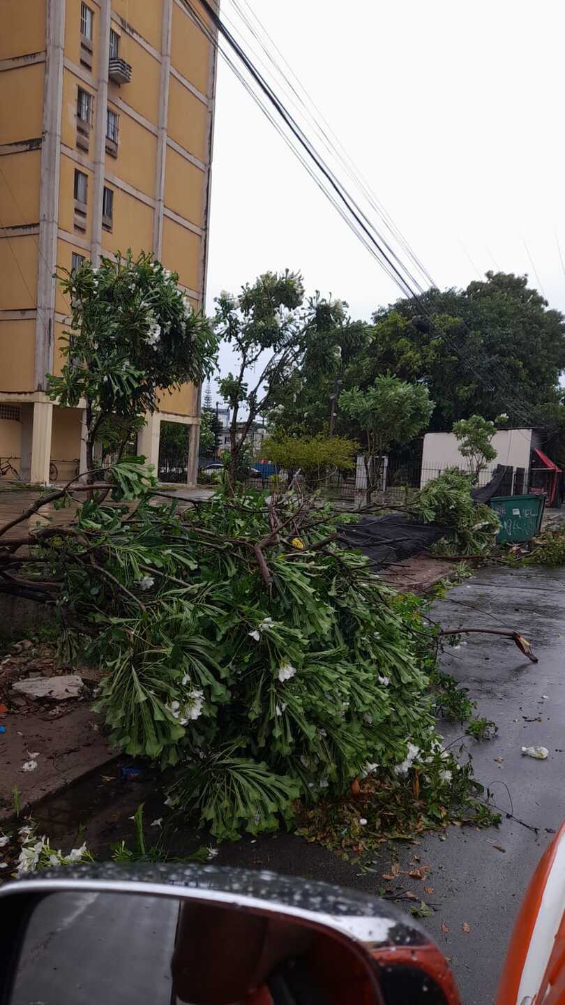 Árvore cai na Rua São Caetano, no Janga, em Paulista