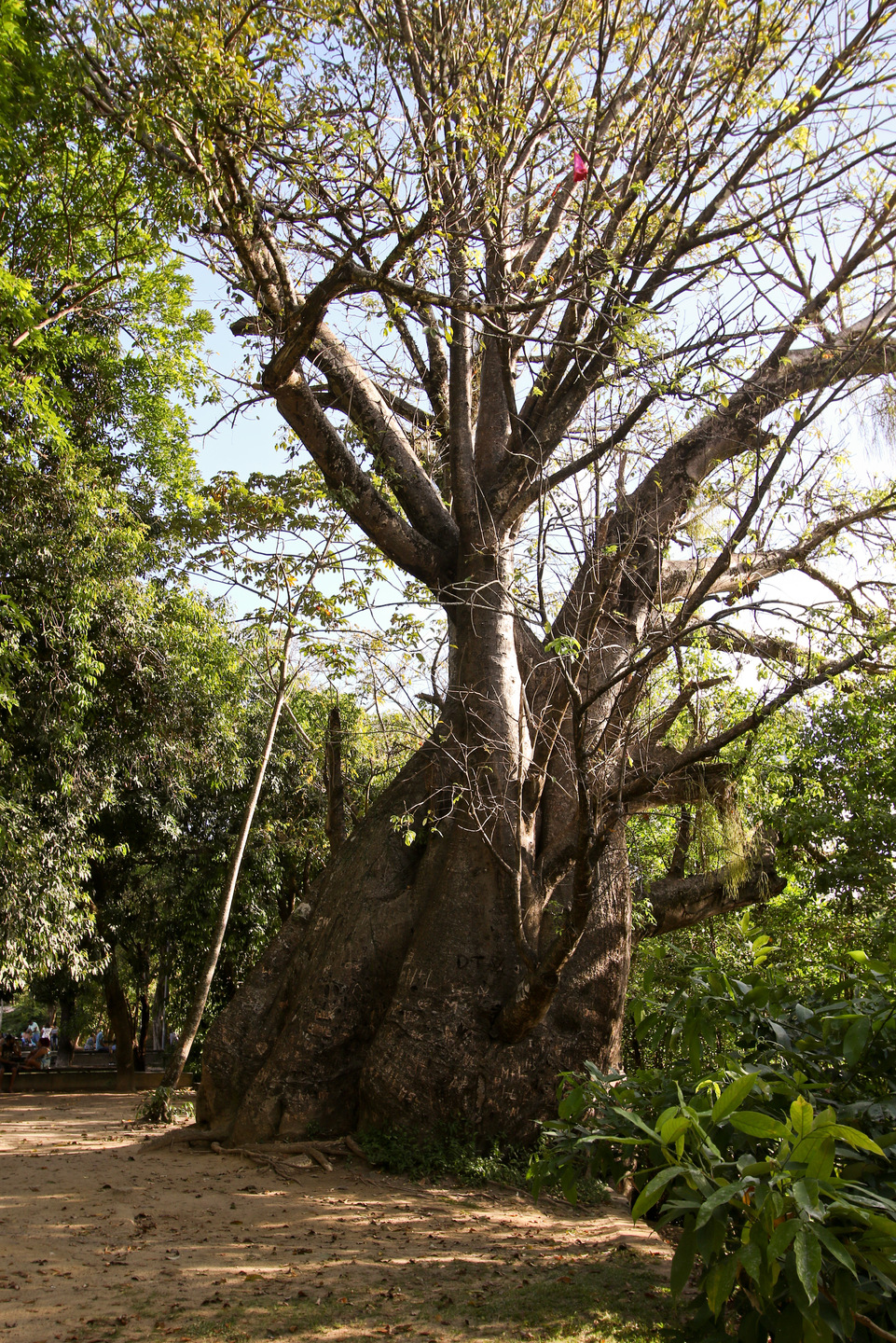 Jardim do Baobá. 