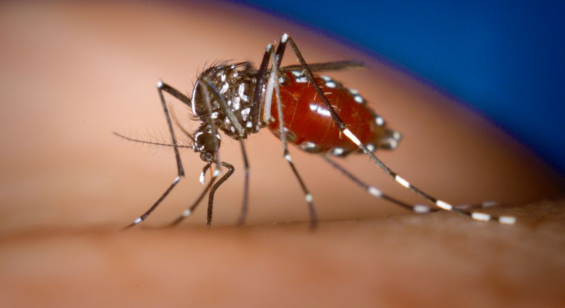 Mosquito Aedes Aegypti