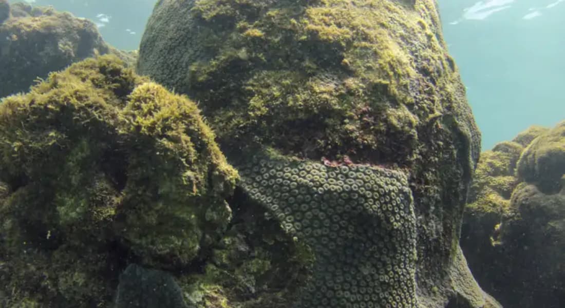 Coral Montastraea cavernosa no Recife Pirambu, na APA Costa dos Corais, em Tamandaré (PE) - Foto: Fernando Frazão/Agência Brasil