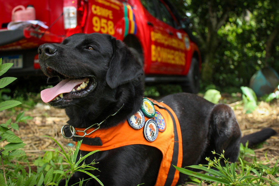 Hulk, cão de quatro anos atuante no Corpo de Bombeiros Militar de Pernambuco 