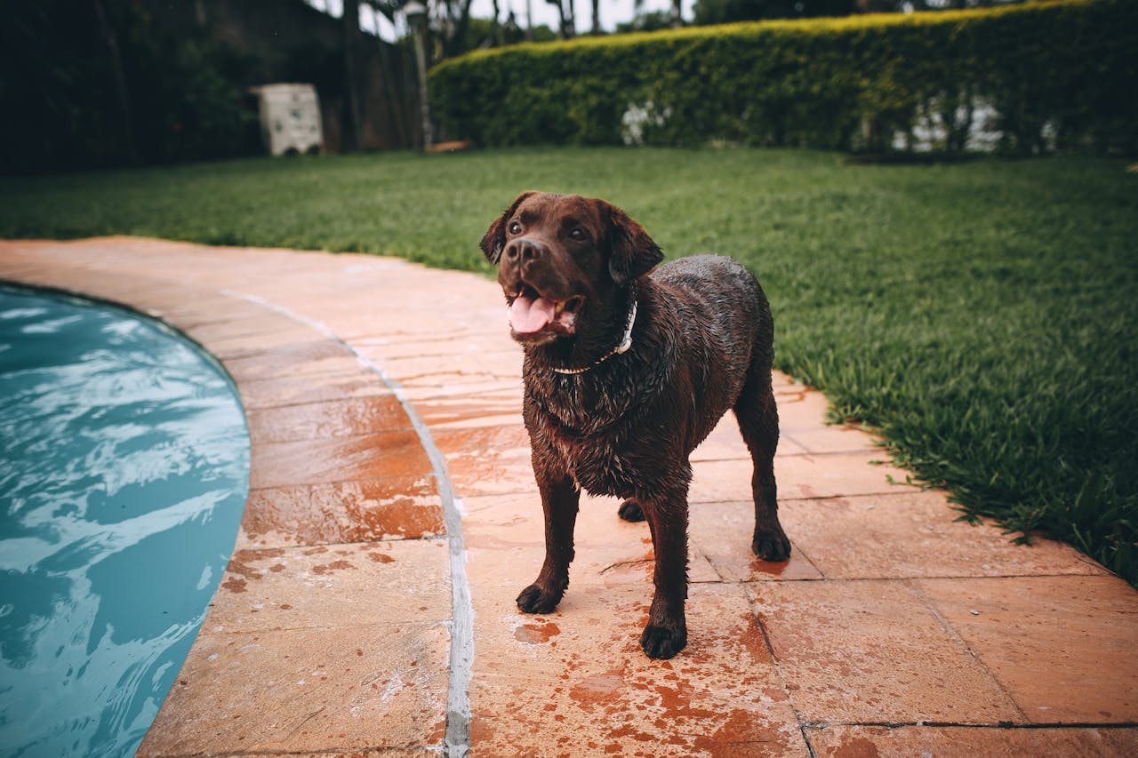 Labrador tomando banho de piscina