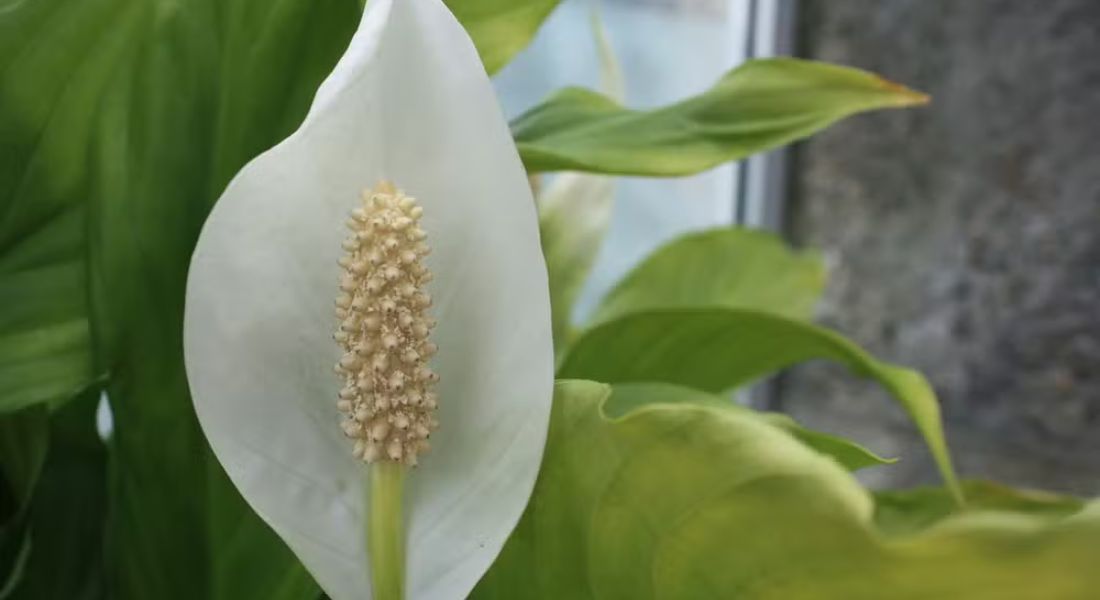 O lírio-da-paz é uma das flores mais desejadas pela sua beleza, além de ser fácil de cuidar