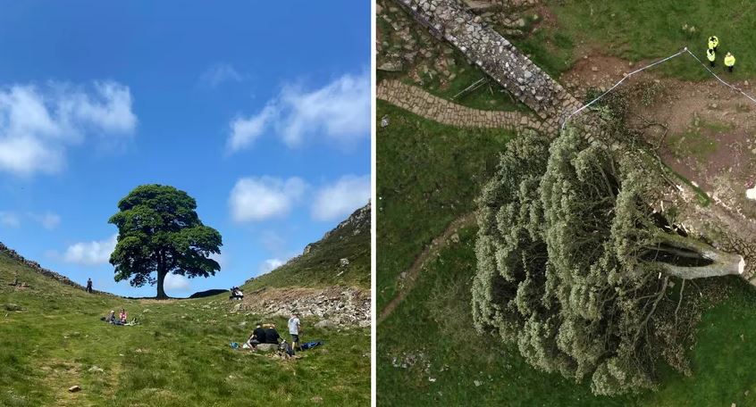 Autoridades afirmam que corte da Sycamore Gap foi ação de vandalismo 