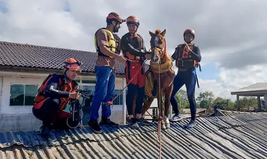 Égua Caramelo ficou quatro dias ilhada sobre um telhado antes de ser resgatada 