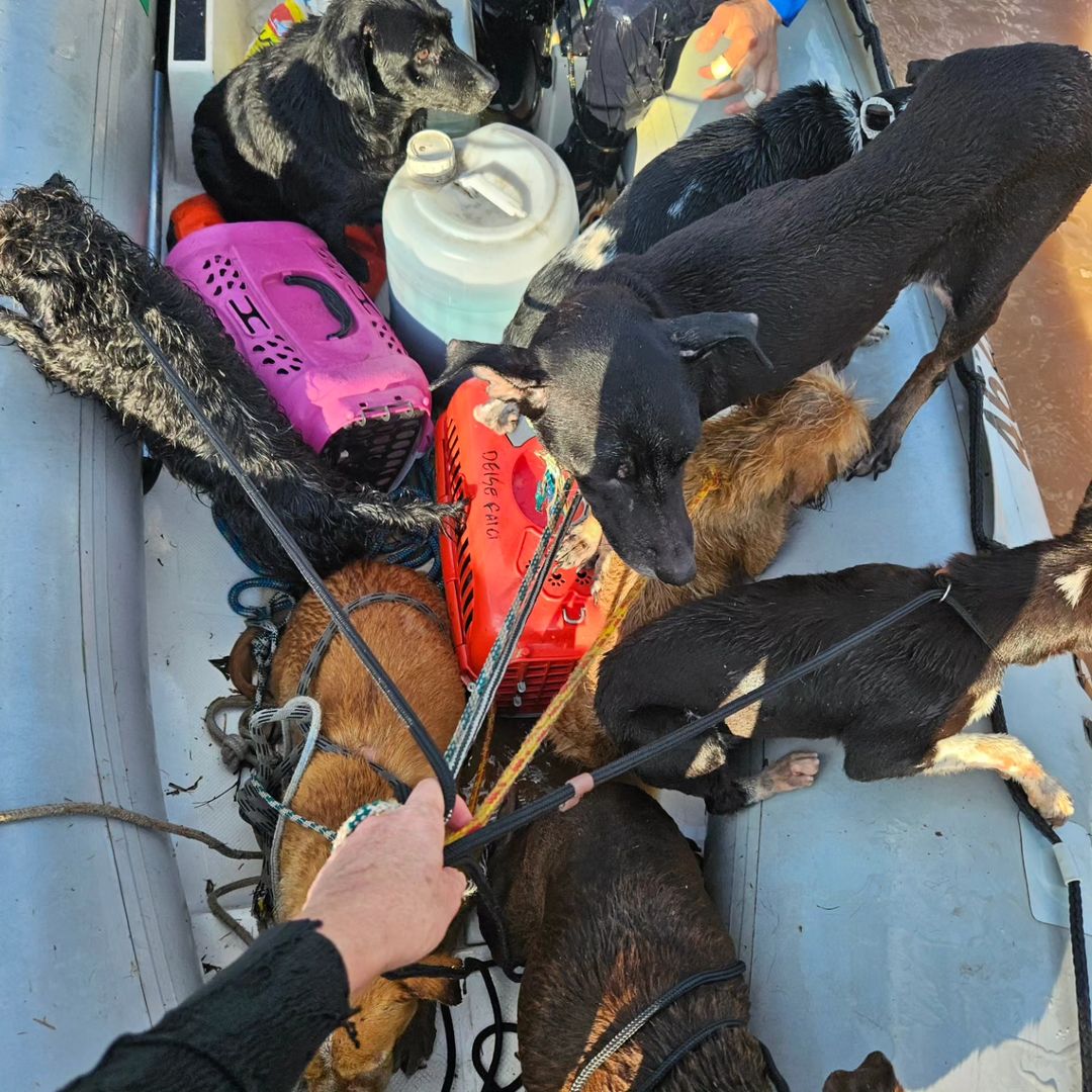 Animais resgatados em um barco