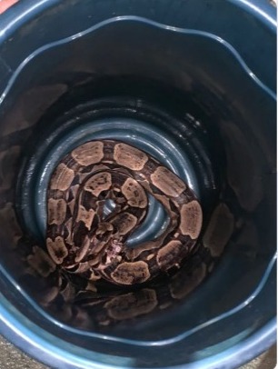 Na última segunda (6), também em Paulista, outra equipe da Cipoma capturou uma jibóia