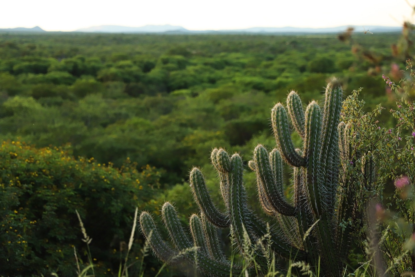 Conservação da Caatinga