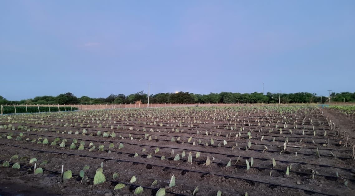 Fazenda Primavera é sede do projeto de reúso da água