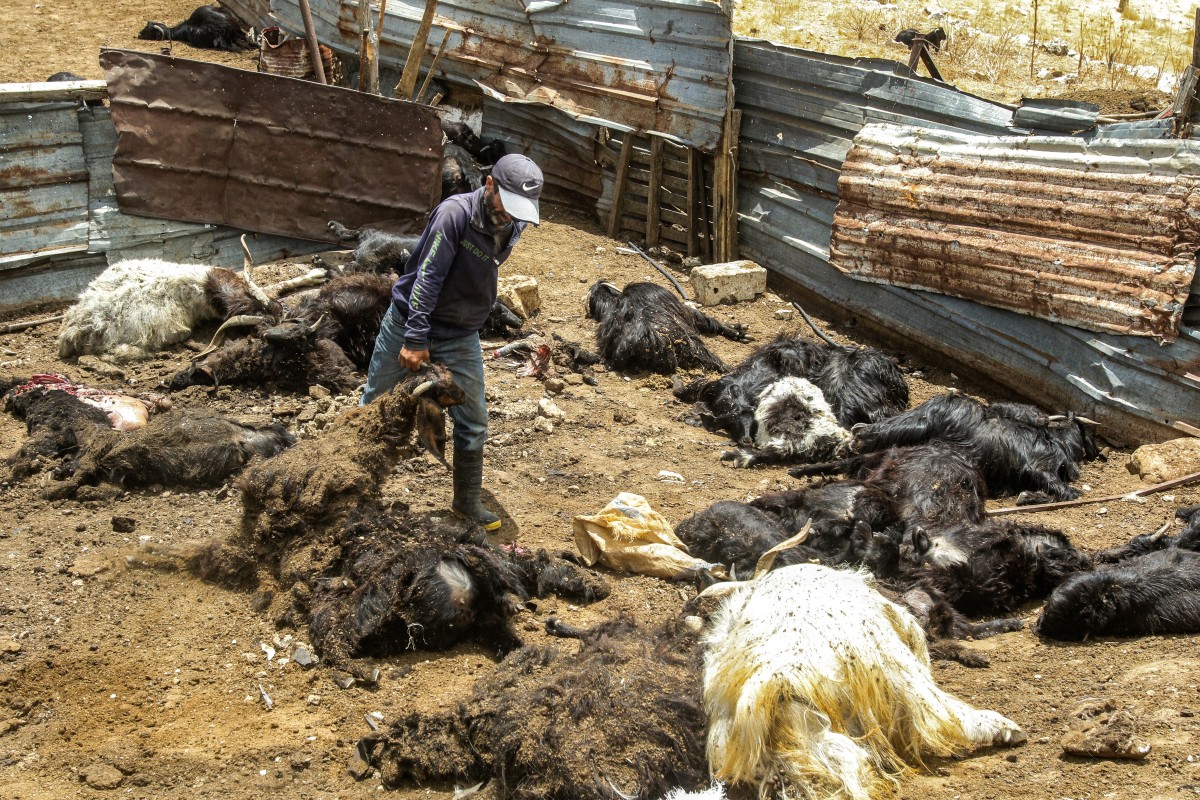 Fazendeiro palestino procura animais vivos após bombardeios de Israel 