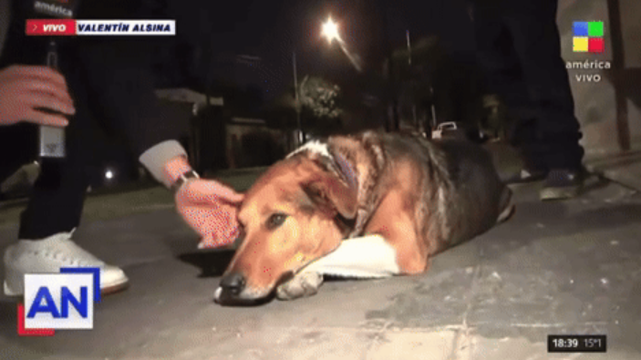 Repórter argentino é mordido por cachorro ao vivo