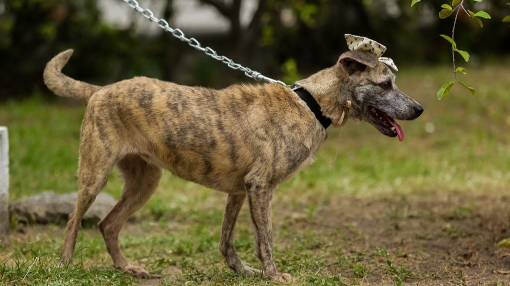 Formiguinha, cadela SRD adotada através do Adota Pet