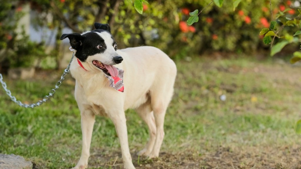 Snoopy, vira-lata adotado através do aplicativo Adota Pet, da Prefeitura do Recife