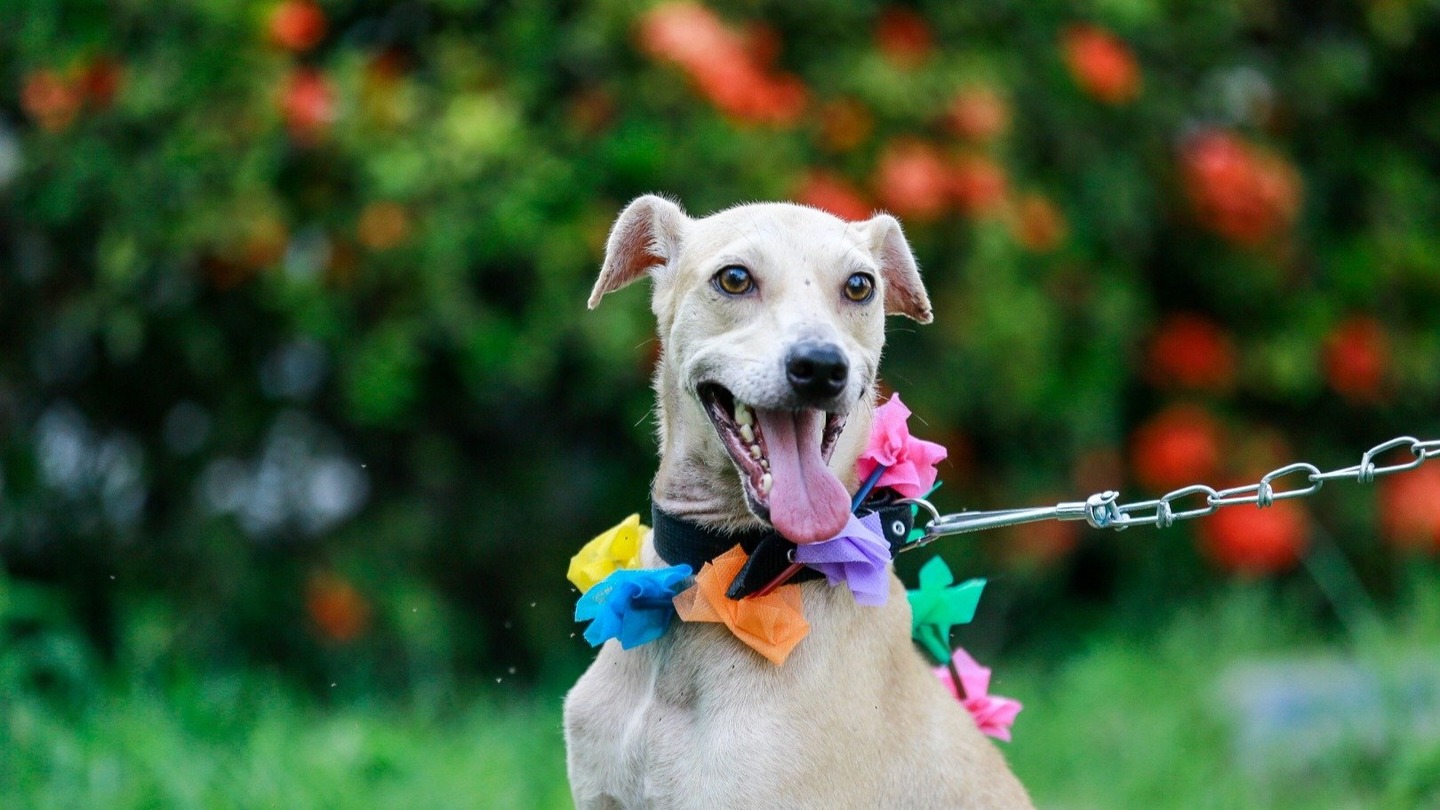 Agitado, cãozinho disponível para adoção no Adota Pet