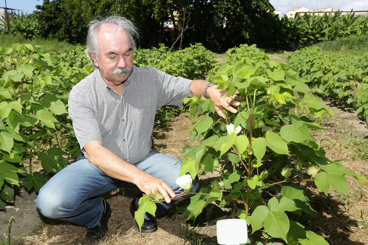 Segundo Félix, para o trabalho dar certo é preciso envolver o produtor, a extensão rural, a pesquisa, a prefeitura e a Secretaria de Agricultura