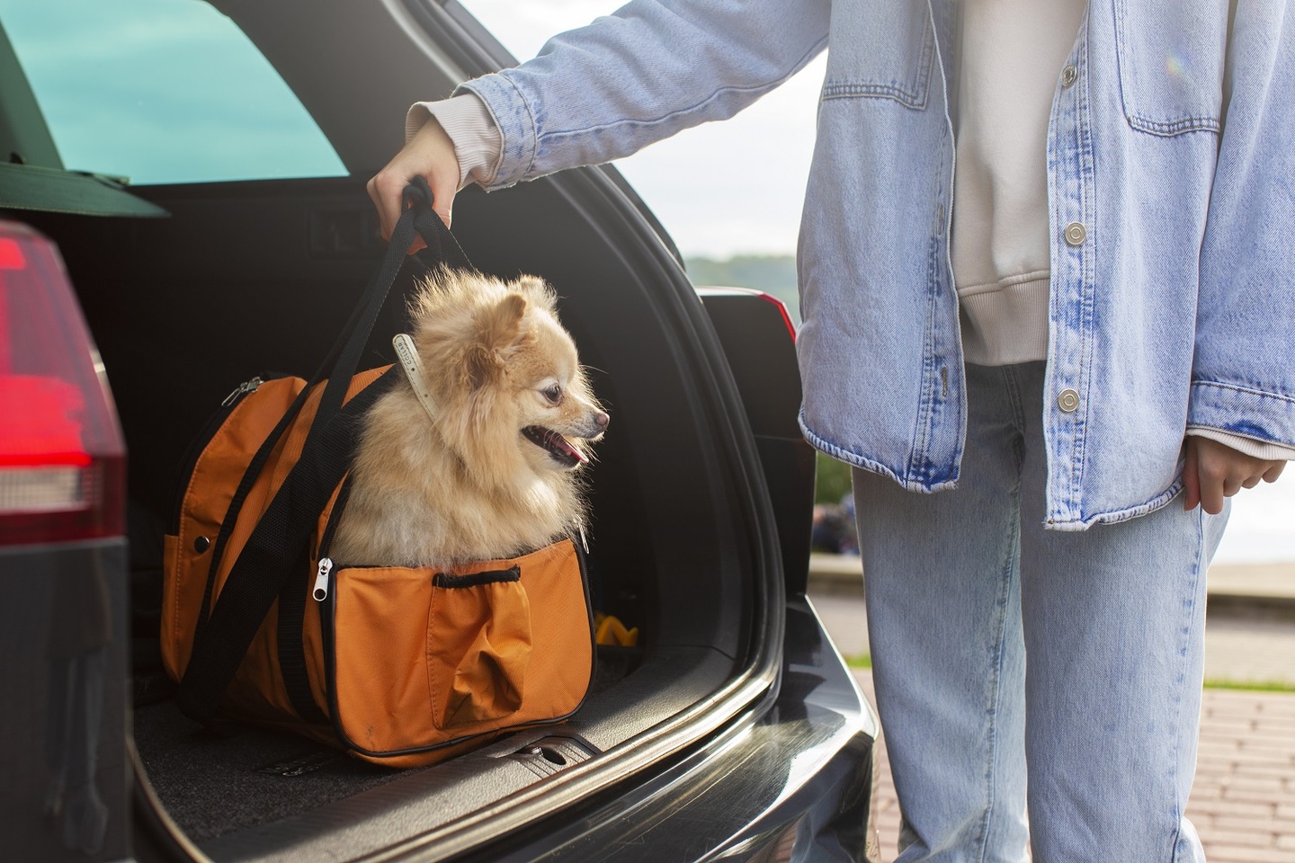 É preciso tomar cuidado na hora de transportar o pet dentro do veículo para não sofrer penalidade