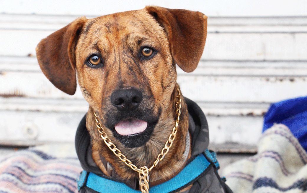 Rock é um cãozinho Sem Raça Definida (SRD) de sete meses - DPE/PR