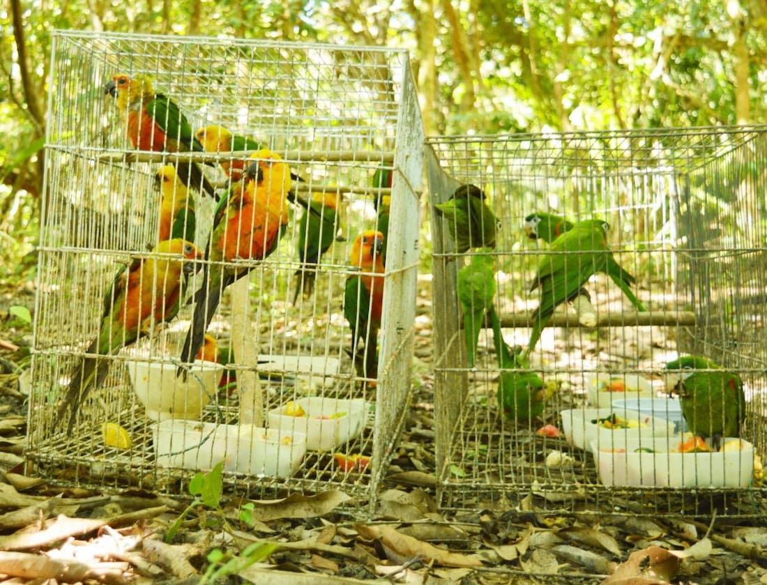 Reserva do Paiva e CPRH fazem soltura de animais silvestres recuperados em operações na RMR