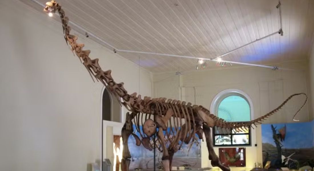 Réplica do esqueleto do dinossauro Maxakalisaurus topai tinha 13 metros de comprimento