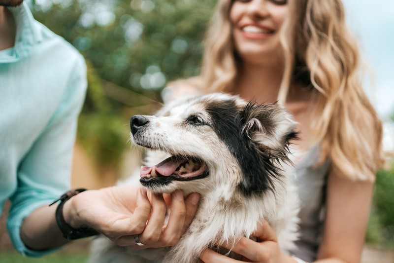 Cães compreendem algumas palavras