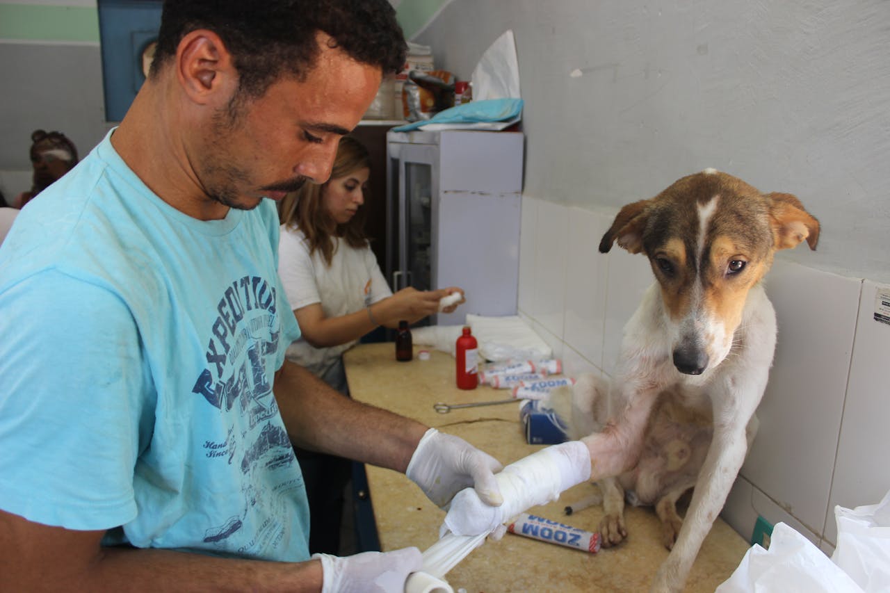 Cachorro com pata imobilizada após acidente