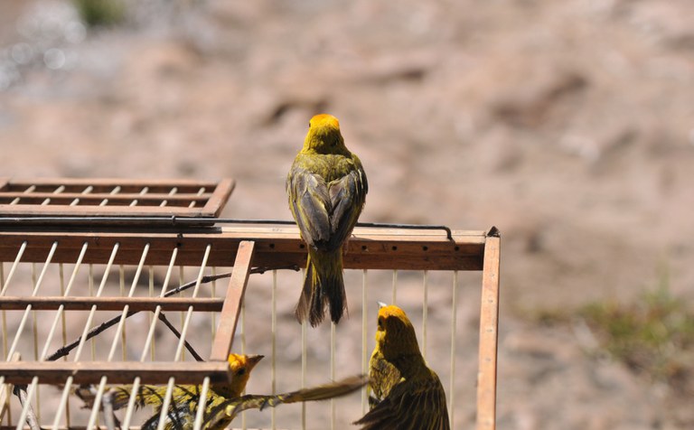 Canários-da-terra, aves nativas, sendo devolvidas à natureza pelo Ibama