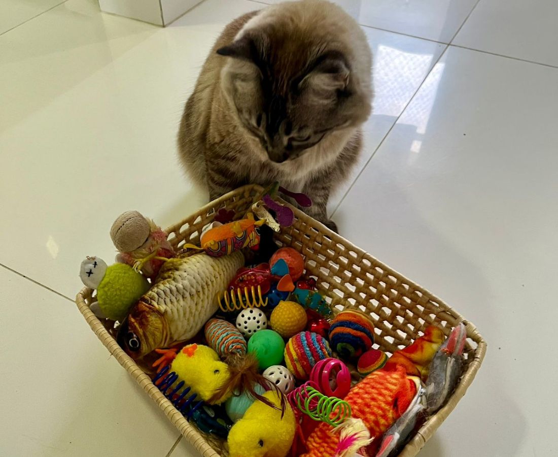 Gato com brinquedos