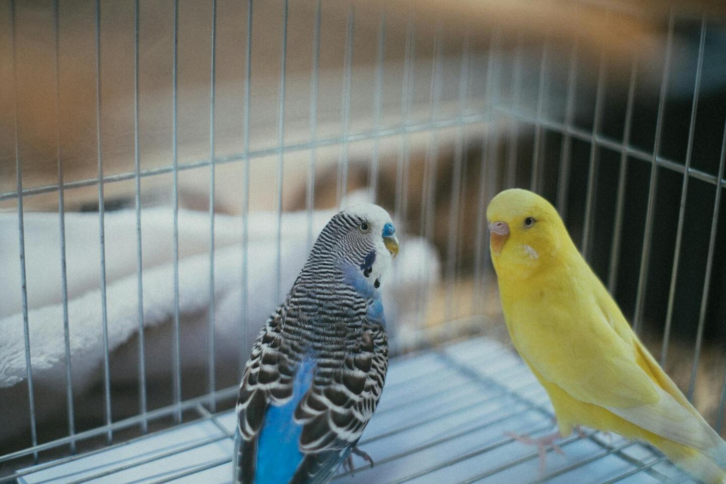 Casal de periquitos australianos, animais que são vendidos em pet shops com venda liberada pelo Ibama - Murilo Folgosi / Pexels