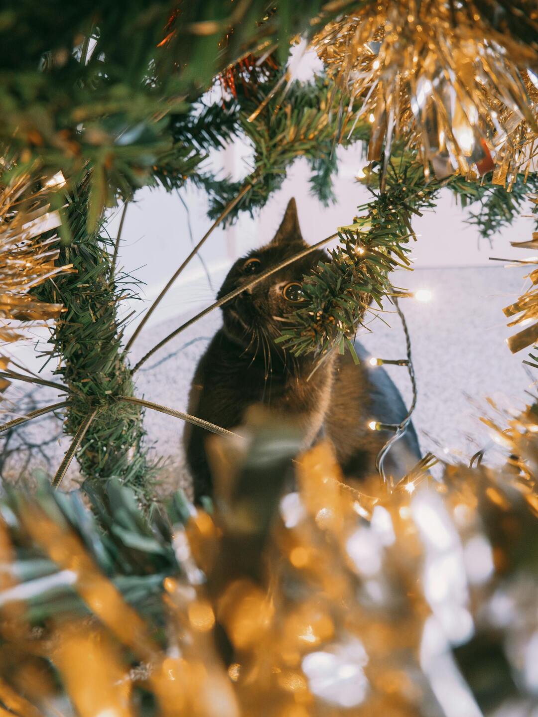 Gato observando árvore de natal