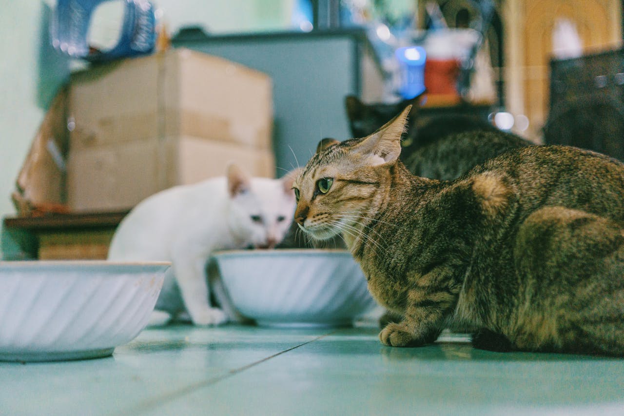 Gatos se alimentando