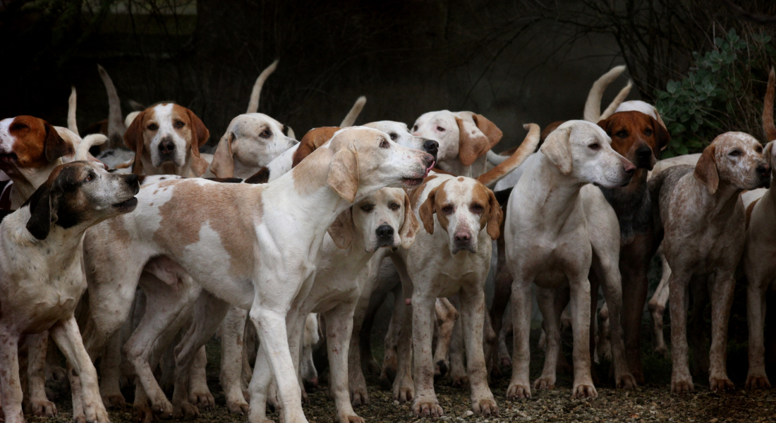 Vários cães