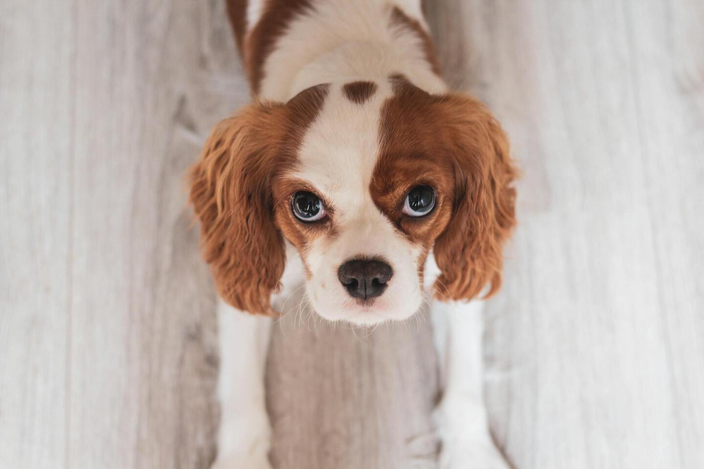 Cães podem demonstrar estresse através de mudanças no comportamento