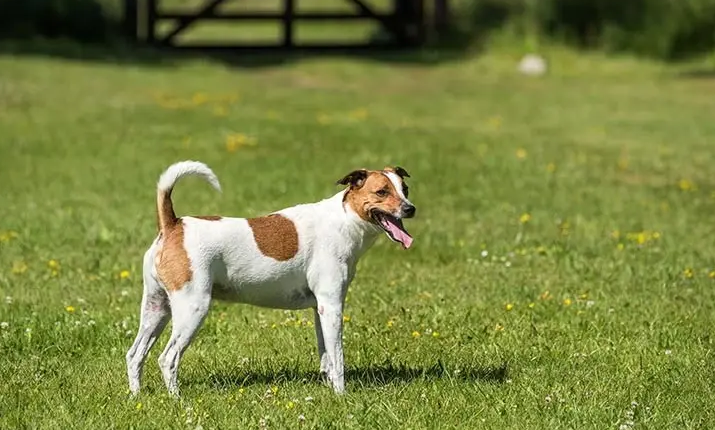 Animal pode contar com diferentes tons de pelagem nas manchas | Foto: American Kennel Club/Divulgação