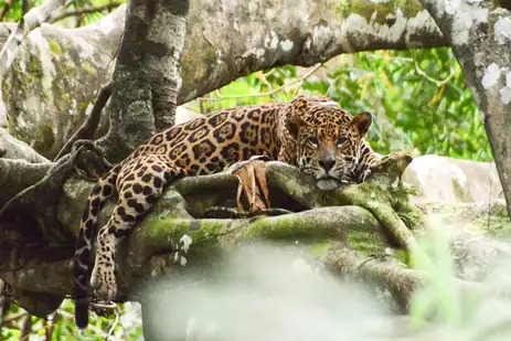 Cientistas do Instituto Mamirauá investigam comportamentos das onças-pintadas na Amazônia 